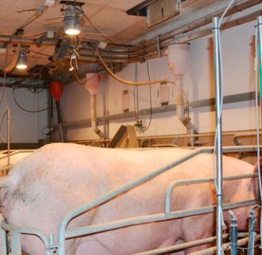 ACO Funki lancerer FarmerLight
