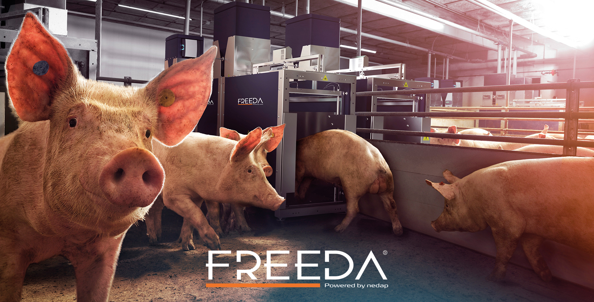 FREEDA® Pig Performance Testing PPT (nedap)