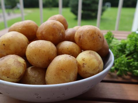 Kom til Kartoffeldag