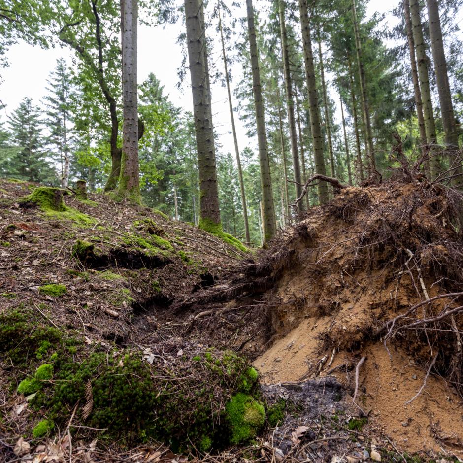 Biodiversitet i skoven