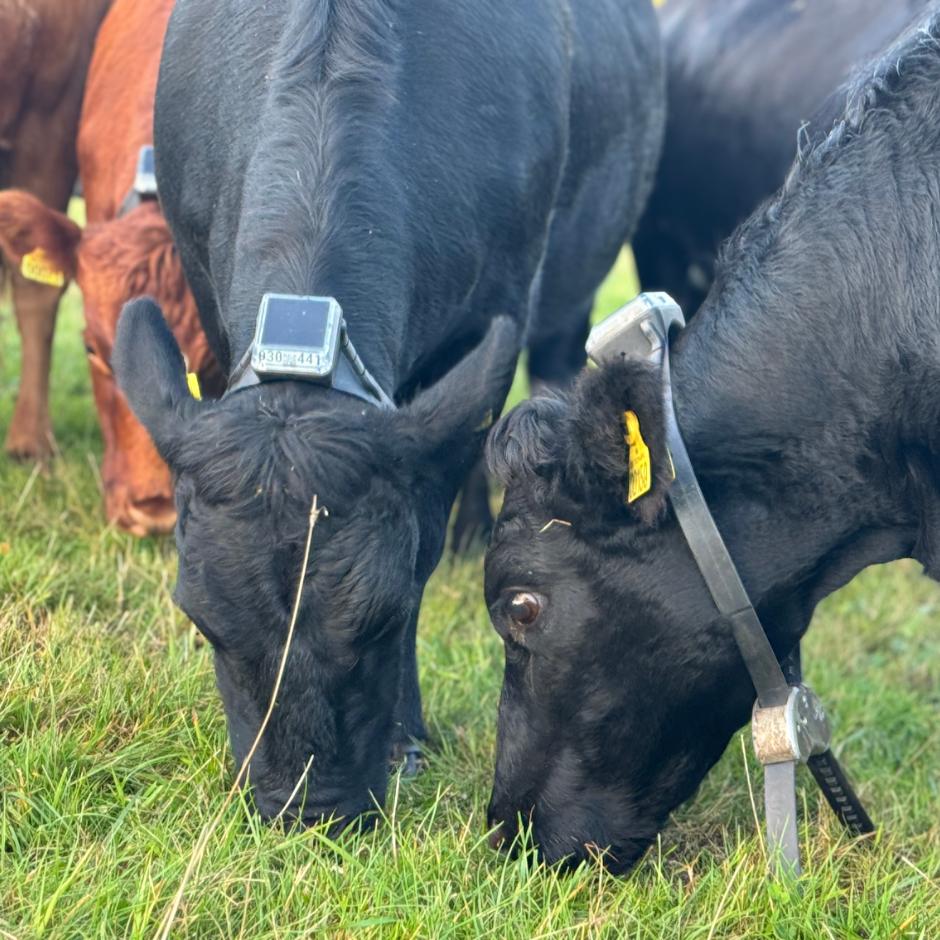 Virtuelt Hegn