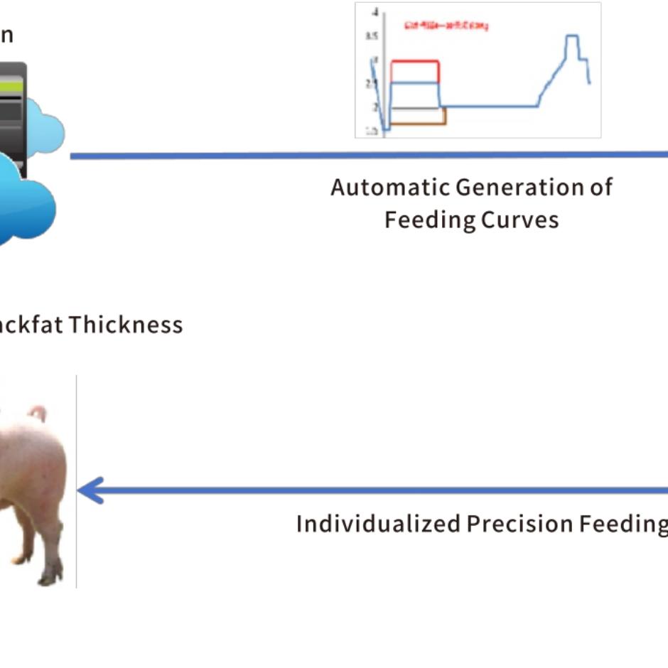 Auto Feeding System