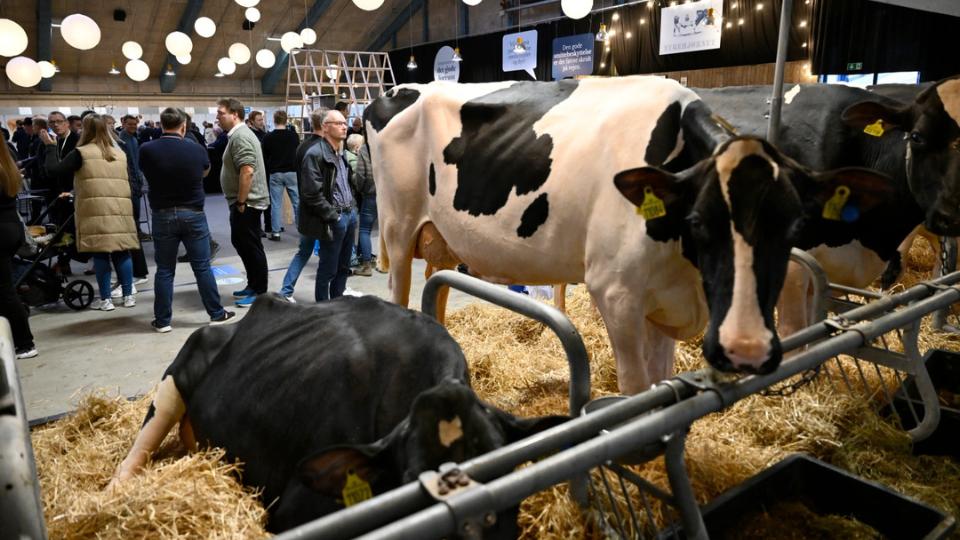 Malkekvæg i fokus på Agromek 2026